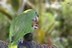 Amazona auropalliata parvipes